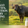 Buffalo Milk in the UAE: A Complete Guide to Nutrition, Benefits & Traditional Dairy Knowledge