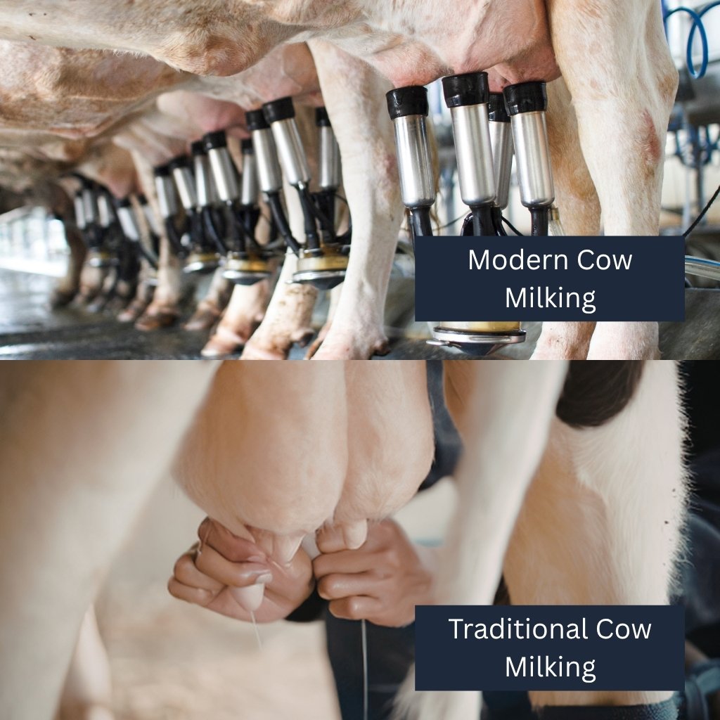 Traditional and Modern Cow Milking