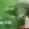 Buffalo Milk in the UAE: A Complete Guide to Nutrition, Benefits and Where to Buy