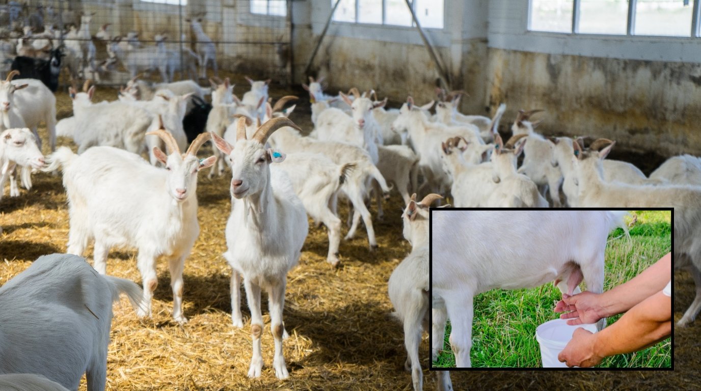 goat milk