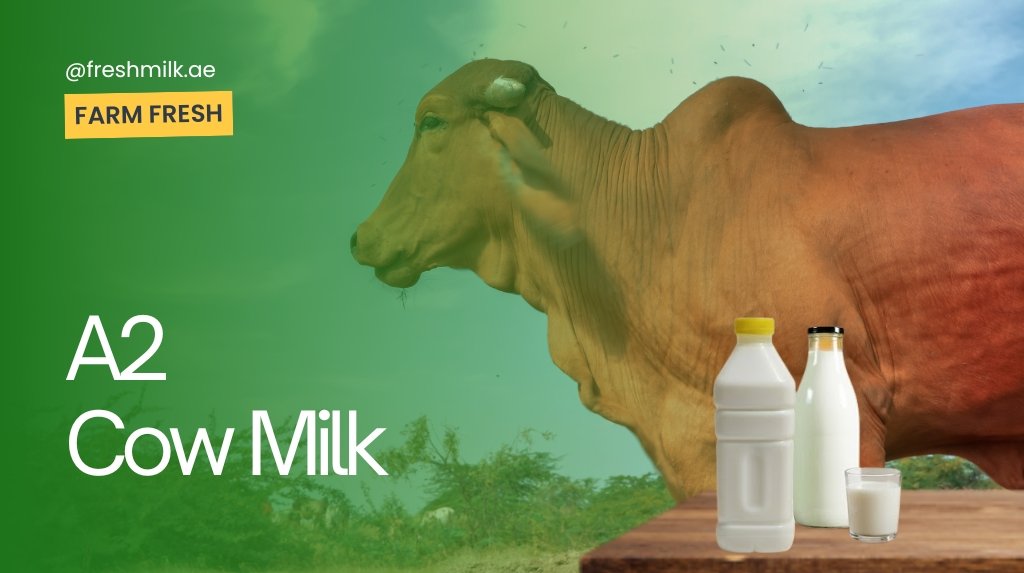 A2 Milk in UAE: Why Its Better Than Regular Milk
