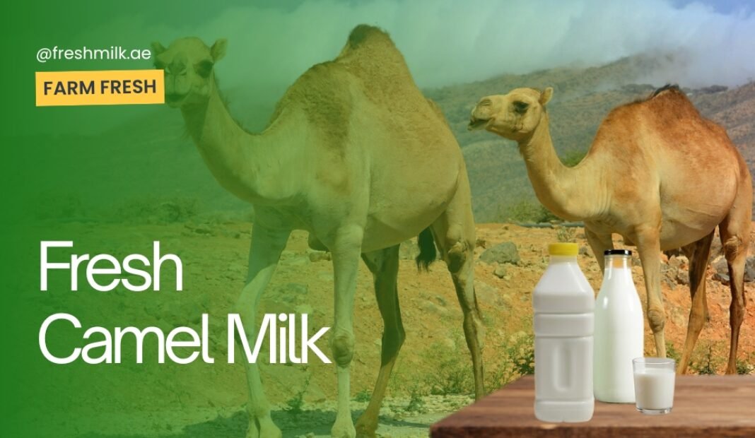 Top Reasons to Add Organic Camel Milk to Your Daily Diet