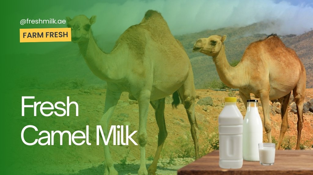 Top Reasons to Add Organic Camel Milk to Your Daily Diet